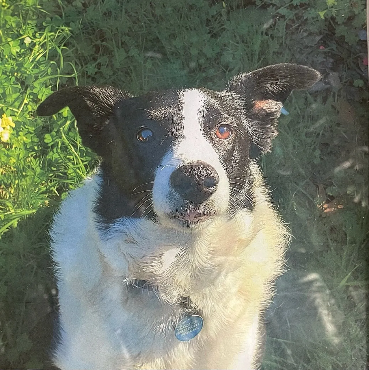 Cooper the border collie